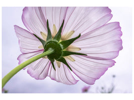 canvas-print-the-cosmos-flower