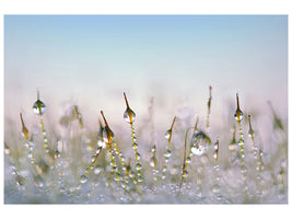 canvas-print-the-dew-drops