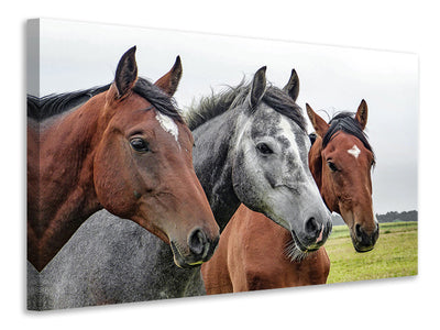 canvas-print-the-horse-trio