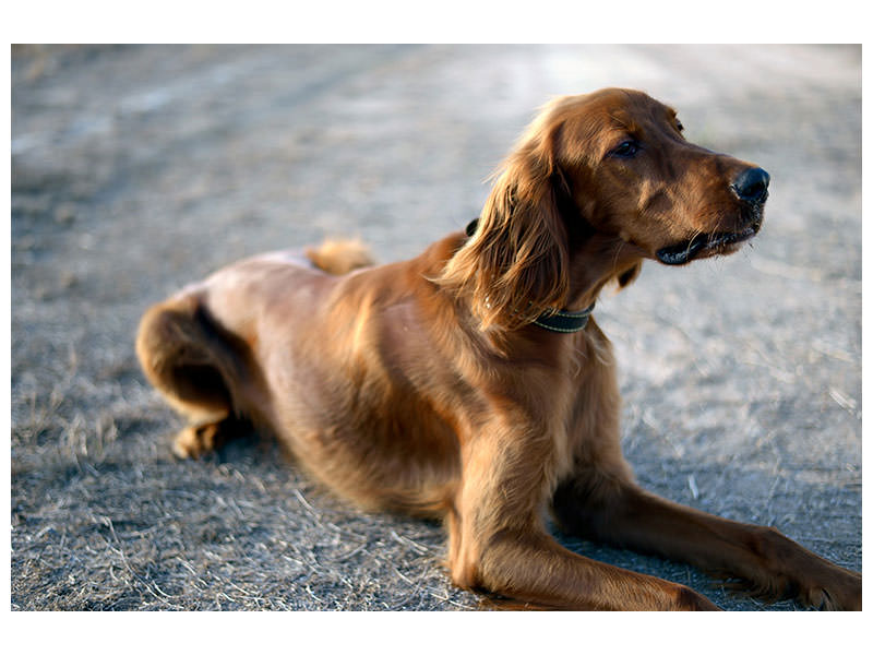 canvas-print-the-irish-setter