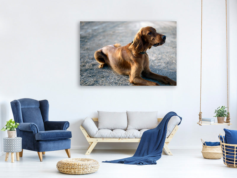 canvas-print-the-irish-setter