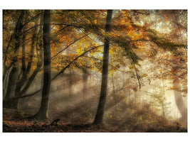 canvas-print-the-lights-of-the-forest-x