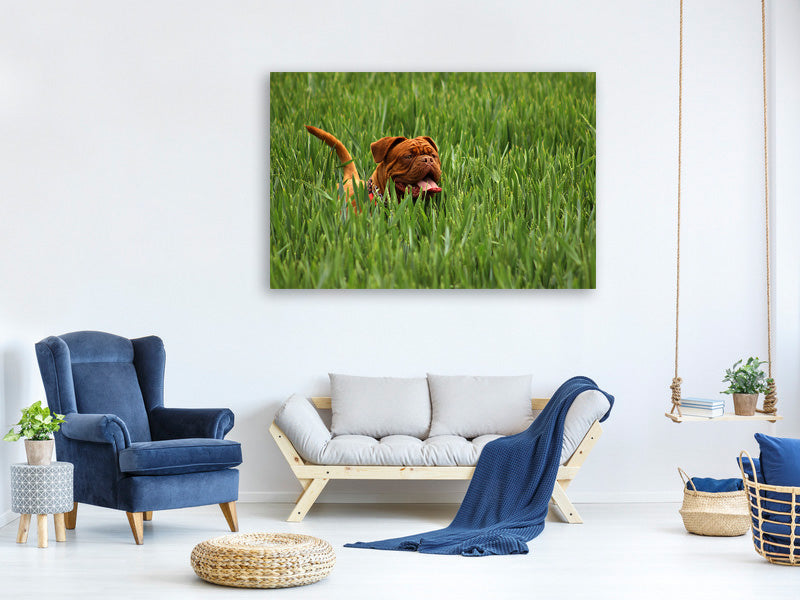 canvas-print-the-mastiff-in-the-grass