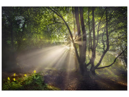 canvas-print-the-morning-light-x