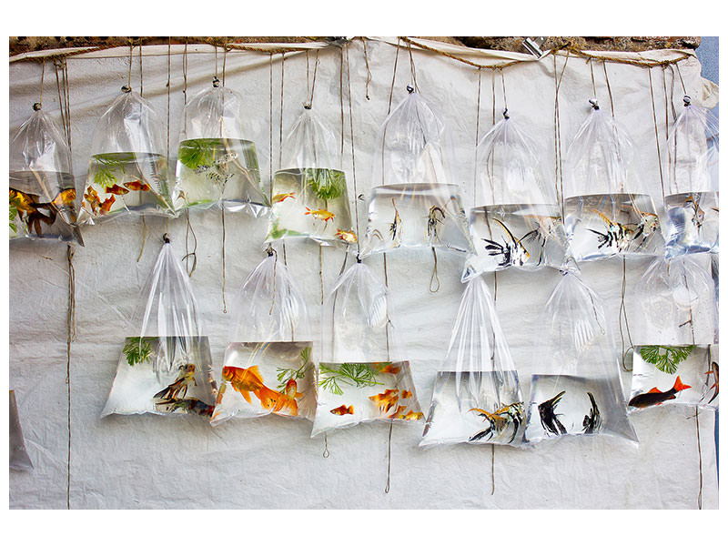 canvas-print-the-wall-of-fish
