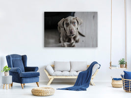 canvas-print-the-weimaraner