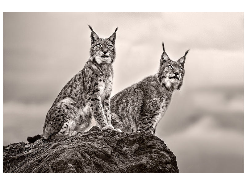 canvas-print-two-lynx-on-rock