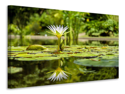 canvas-print-water-lily-in-nature