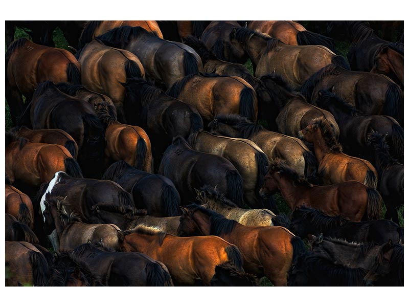 canvas-print-wild-horses-x