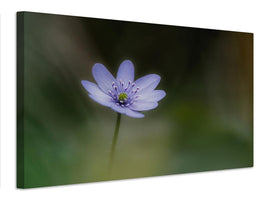 canvas-print-windflower-xne