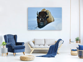 canvas-print-winter-bison