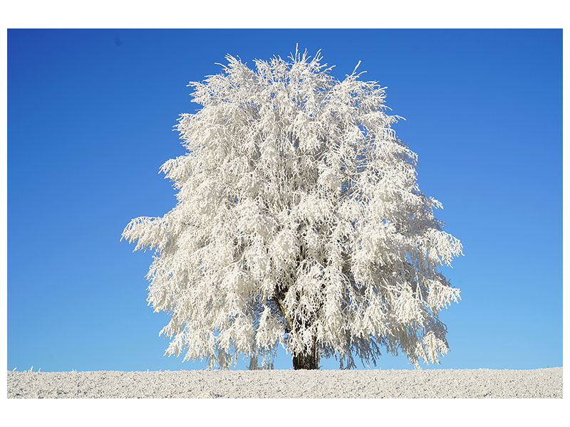 canvas-print-winter-tree