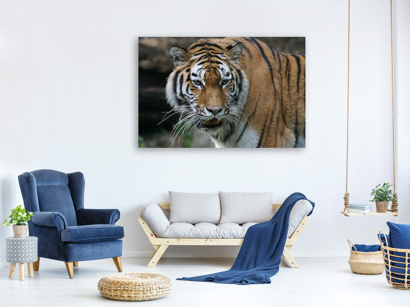 canvas-print-xl-tiger