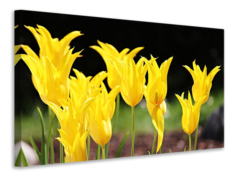 canvas-print-yellow-tulips-in-the-nature