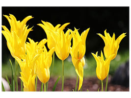 canvas-print-yellow-tulips-in-the-nature