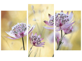 modern-3-piece-canvas-print-astrantia-major