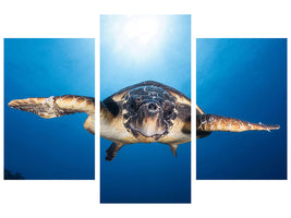 modern-3-piece-canvas-print-face-to-face-with-a-hawksbill-sea-turtle