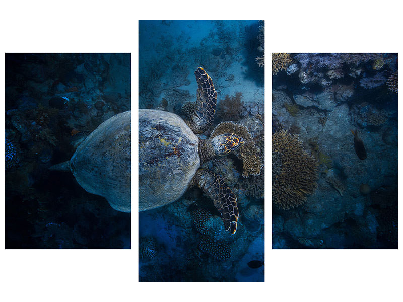 modern-3-piece-canvas-print-hawksbill-sea-turtle-ii