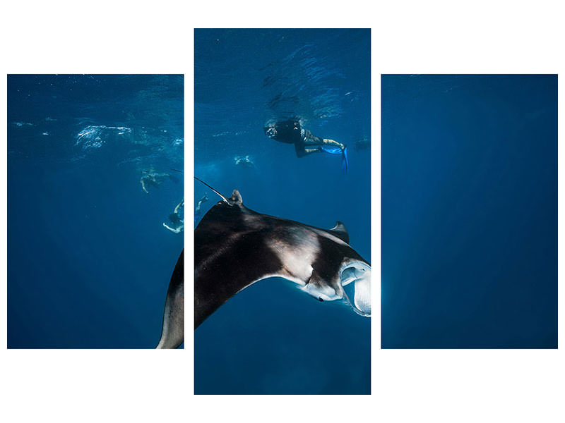 modern-3-piece-canvas-print-manta-ray-ii