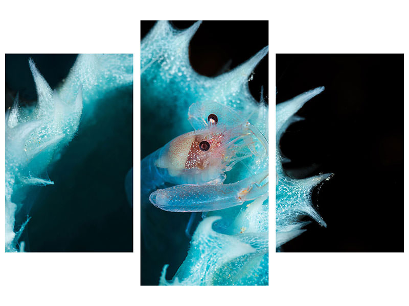 modern-3-piece-canvas-print-shrimp-in-a-blue-sponge