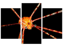 modern-3-piece-canvas-print-spider-squat-lobster