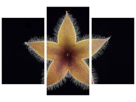 modern-3-piece-canvas-print-stapelia-grandiflora