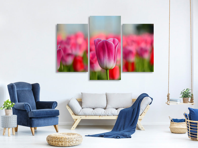 modern-3-piece-canvas-print-tulip-field-in-pink-red