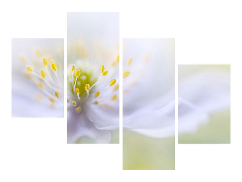 modern-4-piece-canvas-print-anemone-beauty