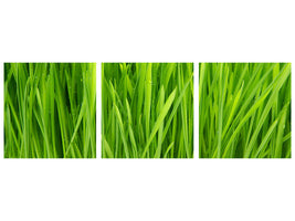 panoramic-3-piece-canvas-print-grass-in-morning-dew