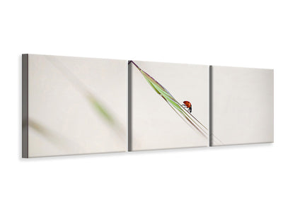 panoramic-3-piece-canvas-print-ladybug