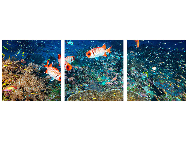 panoramic-3-piece-canvas-print-reef-lifeii