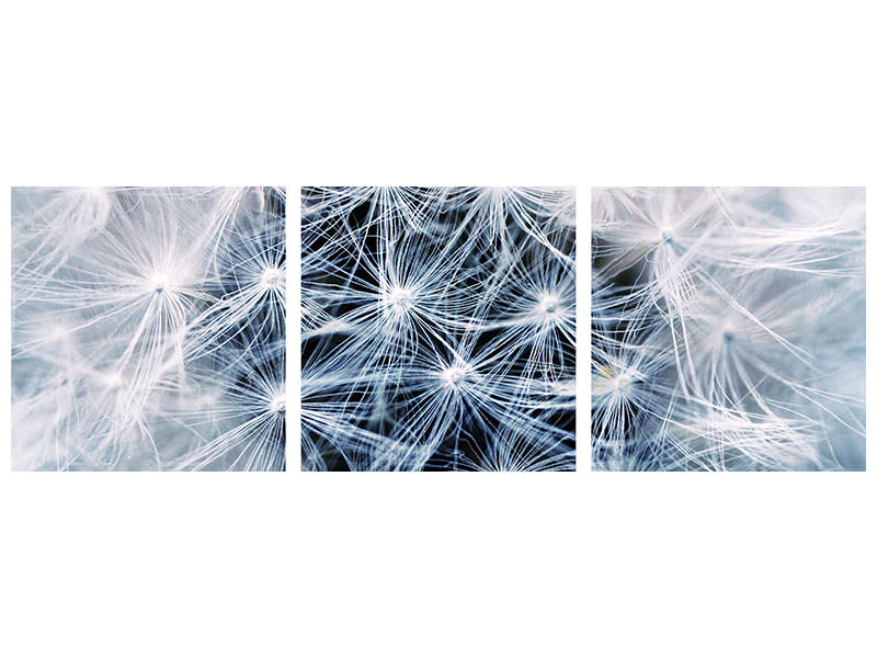 panoramic-3-piece-canvas-print-ripe-dandelion-close-up