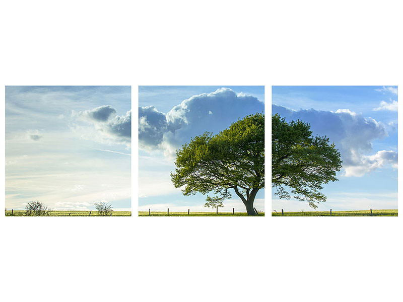 panoramic-3-piece-canvas-print-spring-tree