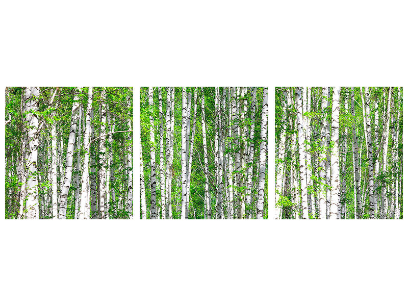 panoramic-3-piece-canvas-print-the-birch-forest