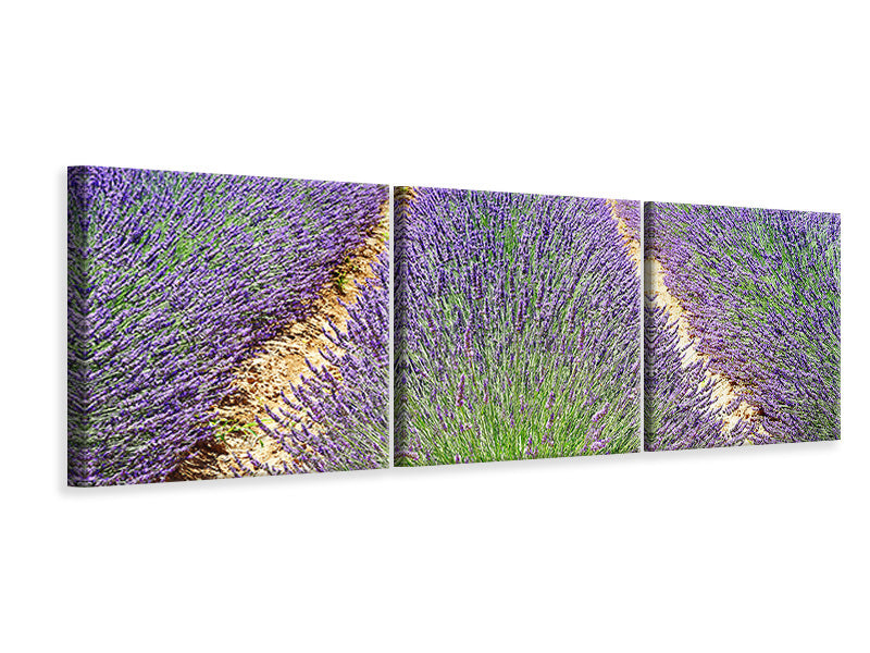 panoramic-3-piece-canvas-print-the-lavender-field