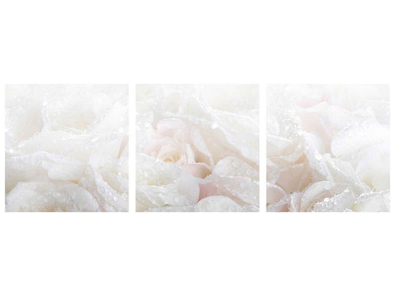 panoramic-3-piece-canvas-print-white-roses-in-the-morning-dew