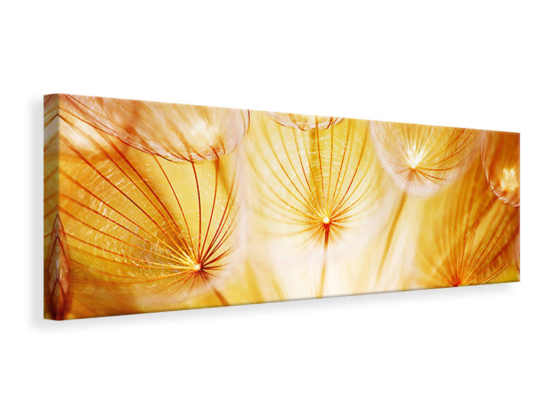 panoramic-canvas-print-close-up-dandelion-in-light