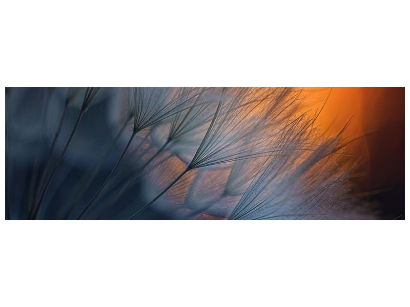 panoramic-canvas-print-feathers-p