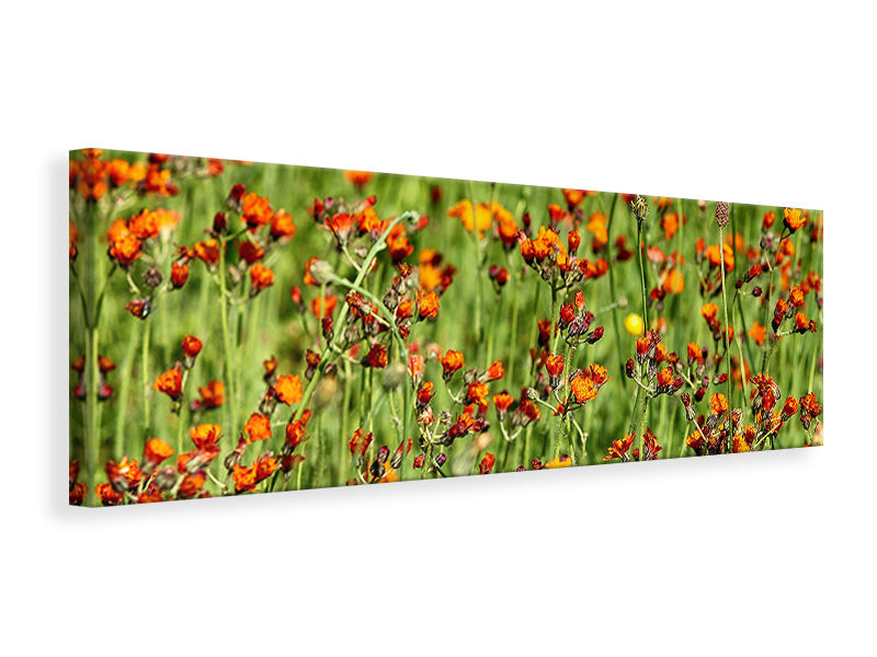 panoramic-canvas-print-hawkweeds