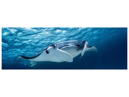 panoramic-canvas-print-manta-ray