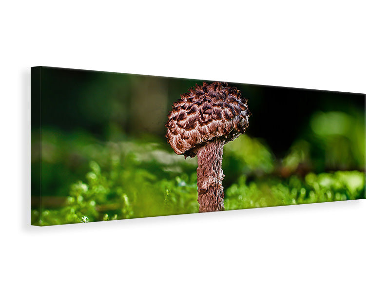 panoramic-canvas-print-strobilomyces-strobilaceus