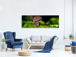 panoramic-canvas-print-strobilomyces-strobilaceus