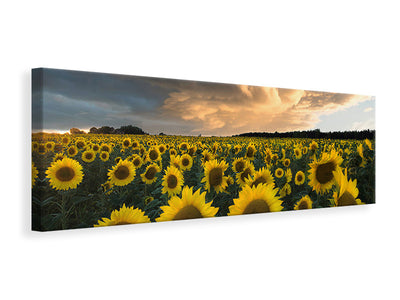 panoramic-canvas-print-sunflowers-in-sweden