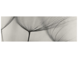 panoramic-canvas-print-tragopogon