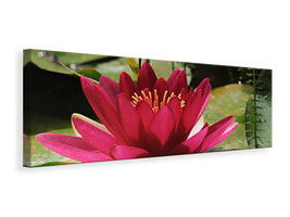 panoramic-canvas-print-water-lily-in-red