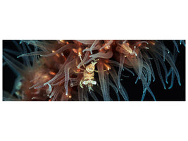 panoramic-canvas-print-zanzibar-whip-coral-shrimp